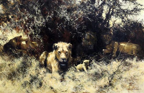 § David Shepherd (1931-) Lions, 28 x 44in.